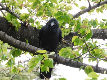 2023年4月7日(金) 平和の森公園、妙正寺川の野鳥観察記録