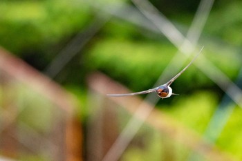 Barn Swallow 兵庫県宝塚市 Sat, 5/26/2018