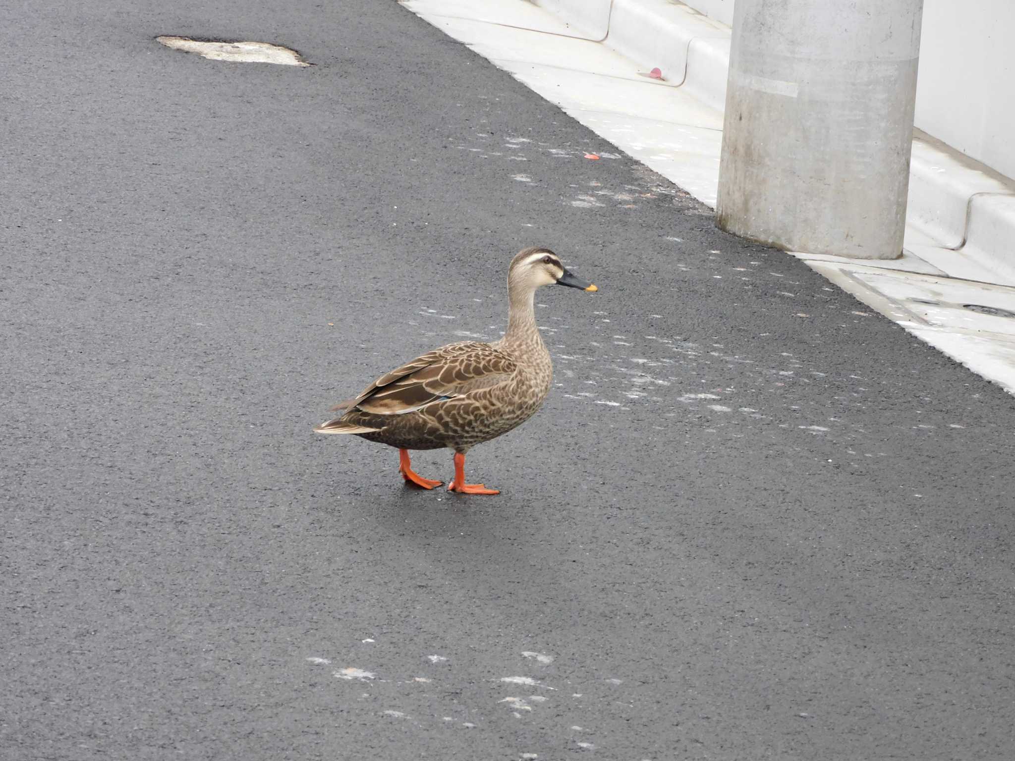 平和の森公園、妙正寺川 カルガモの写真 by morinokotori