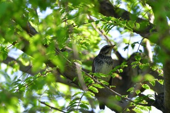 ツグミ 長浜公園 2023年4月8日(土)