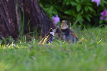 ツグミ 長浜公園 2023年4月8日(土)