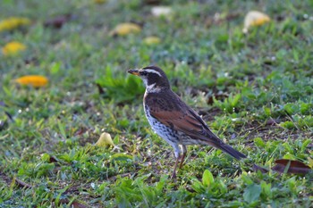 ツグミ 長浜公園 2023年4月8日(土)