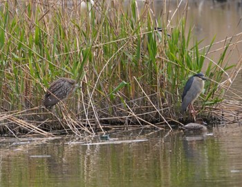 2023年4月8日(土) 洞峰公園の野鳥観察記録