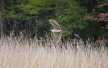 Black-crowned Night Heron 洞峰公園 Sat, 4/8/2023