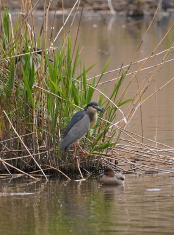 Black-crowned Night Heron 洞峰公園 Sat, 4/8/2023