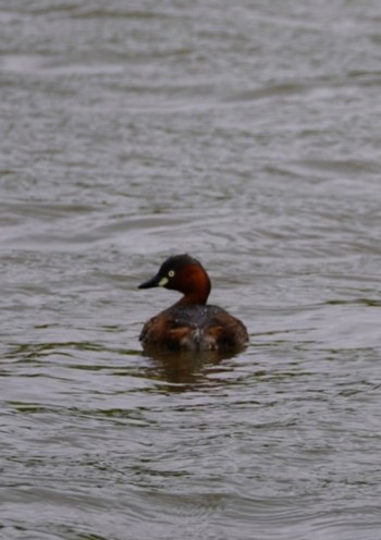 Little Grebe 洞峰公園 Sat, 4/8/2023