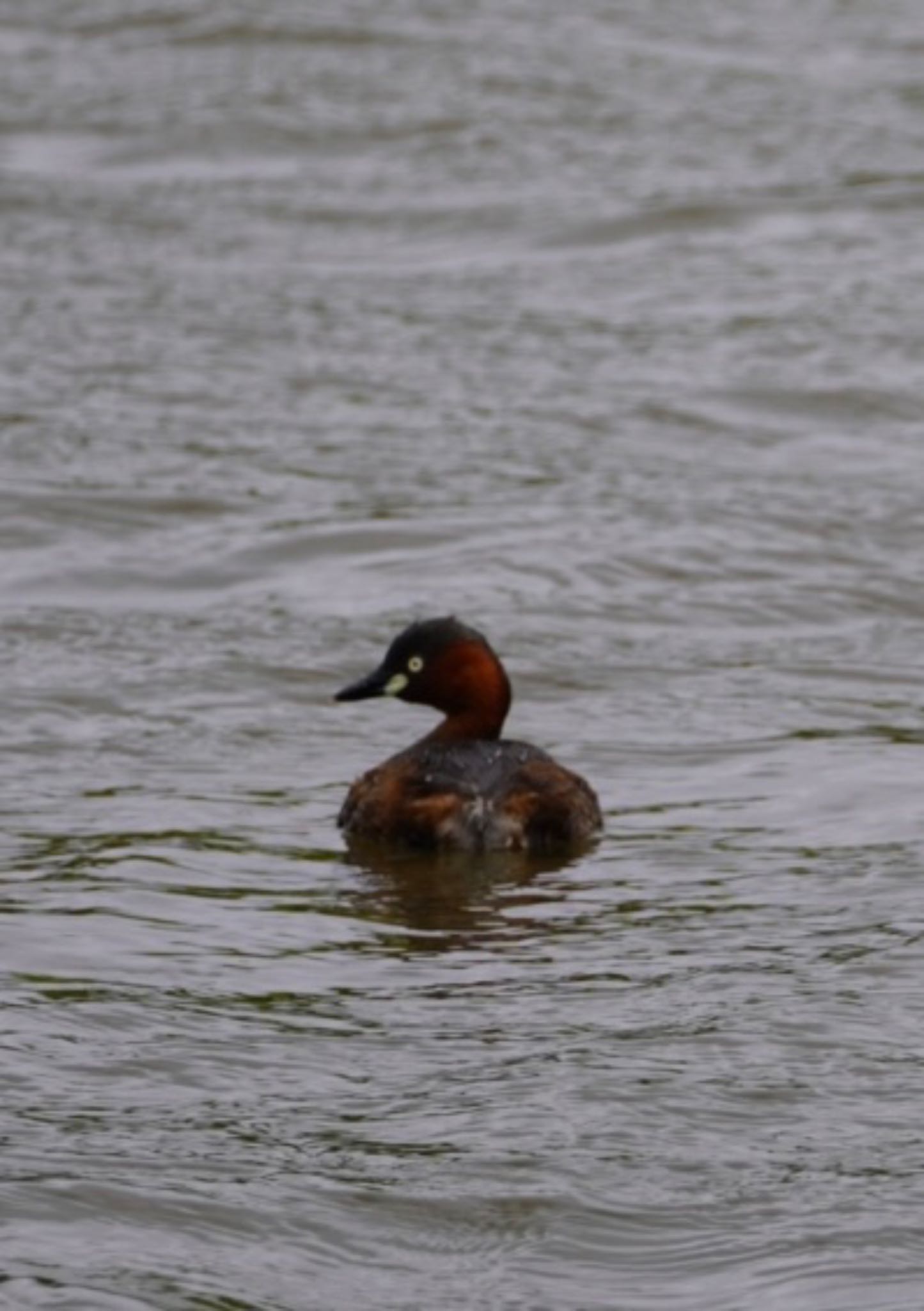 Little Grebe