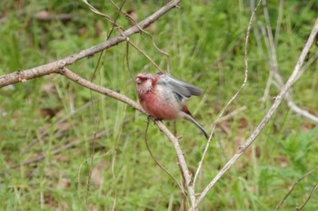 Sun, 4/2/2023 Birding report at Asaba Biotope