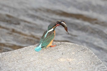 カワセミ 夙川河川敷緑地(夙川公園) 2023年1月26日(木)