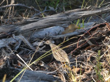 Painted Buttonquail