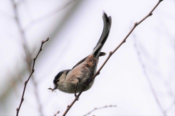 2023年4月8日(土) 大阪府の野鳥観察記録