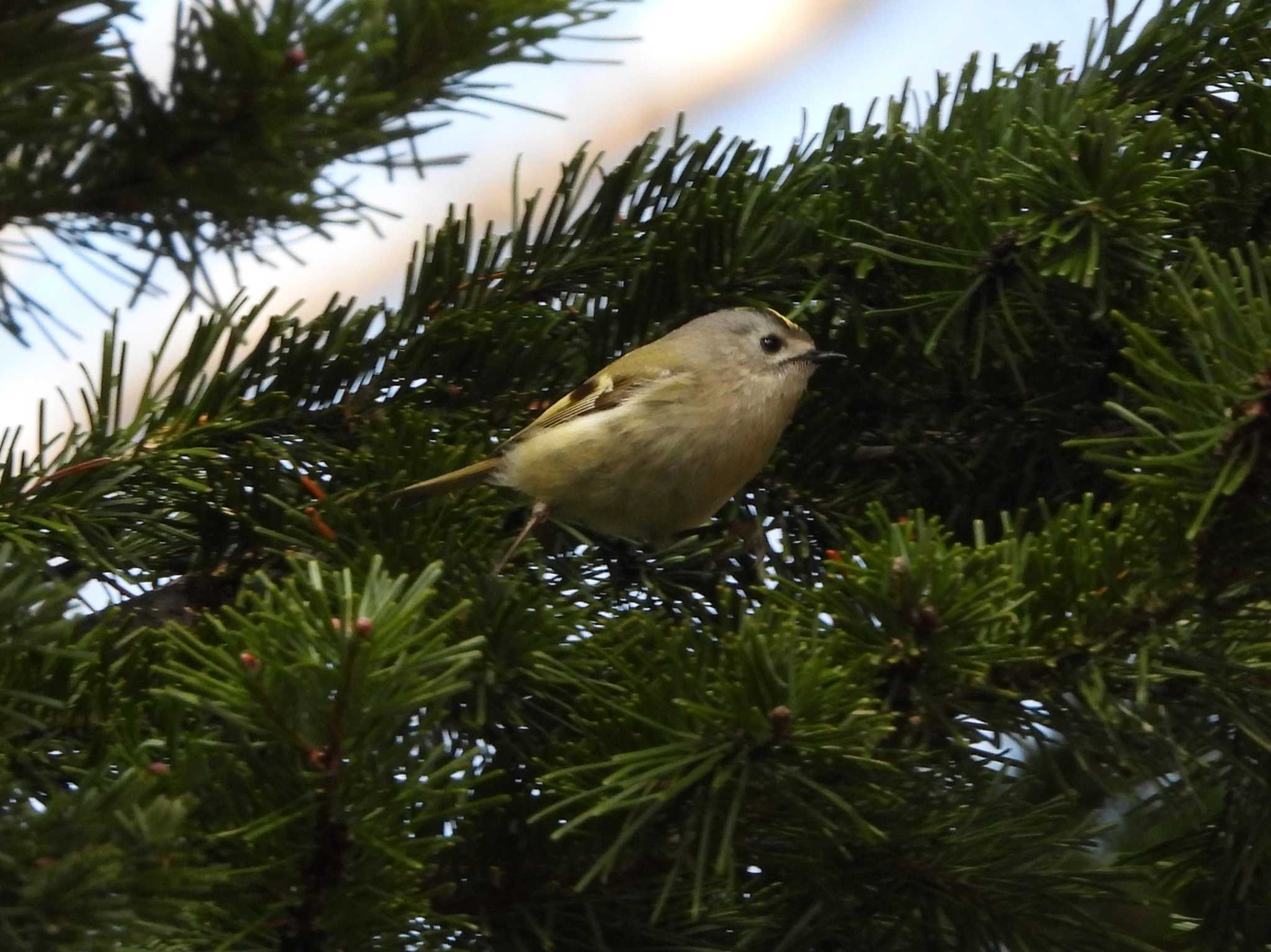 旭山記念公園 キクイタダキの写真