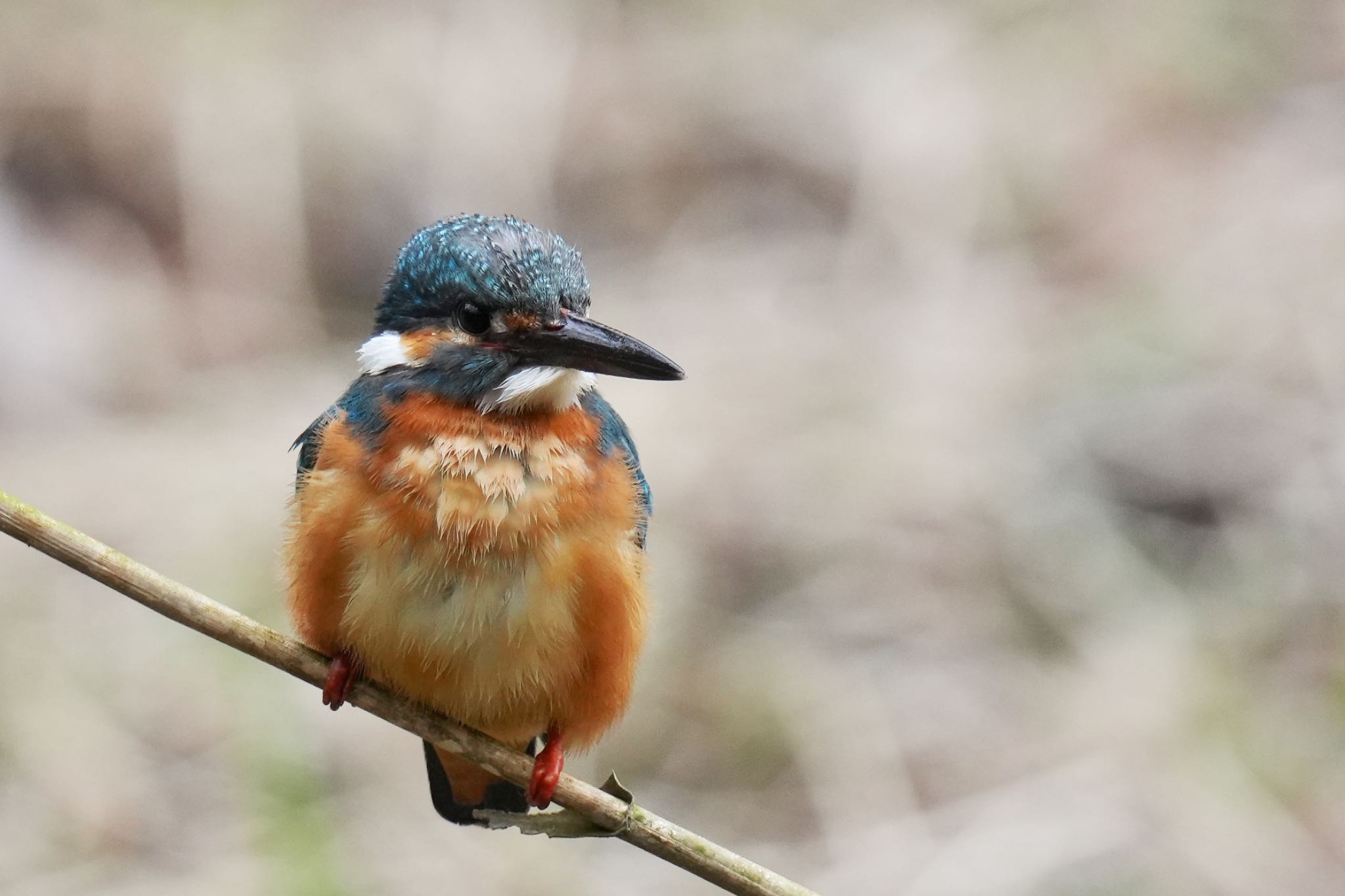 Common Kingfisher