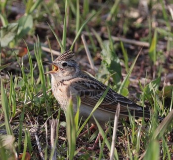 Eurasian Skylark 淀川河川公園 Sun, 4/2/2023