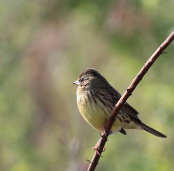 Masked Bunting 淀川河川公園 Sun, 4/2/2023