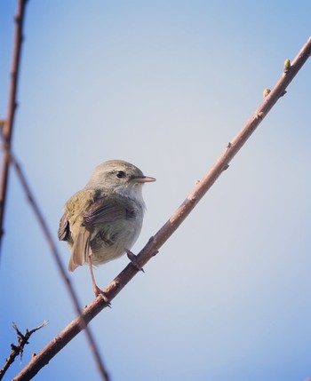 Japanese Bush Warbler 淀川河川公園 Sat, 4/1/2023