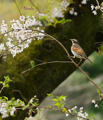 Dusky Thrush Unknown Spots Unknown Date