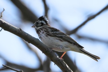 Rustic Bunting 麻機遊水地 Mon, 3/27/2023