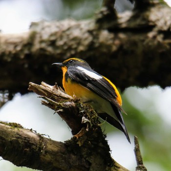 Narcissus Flycatcher 上高地 Sat, 5/26/2018