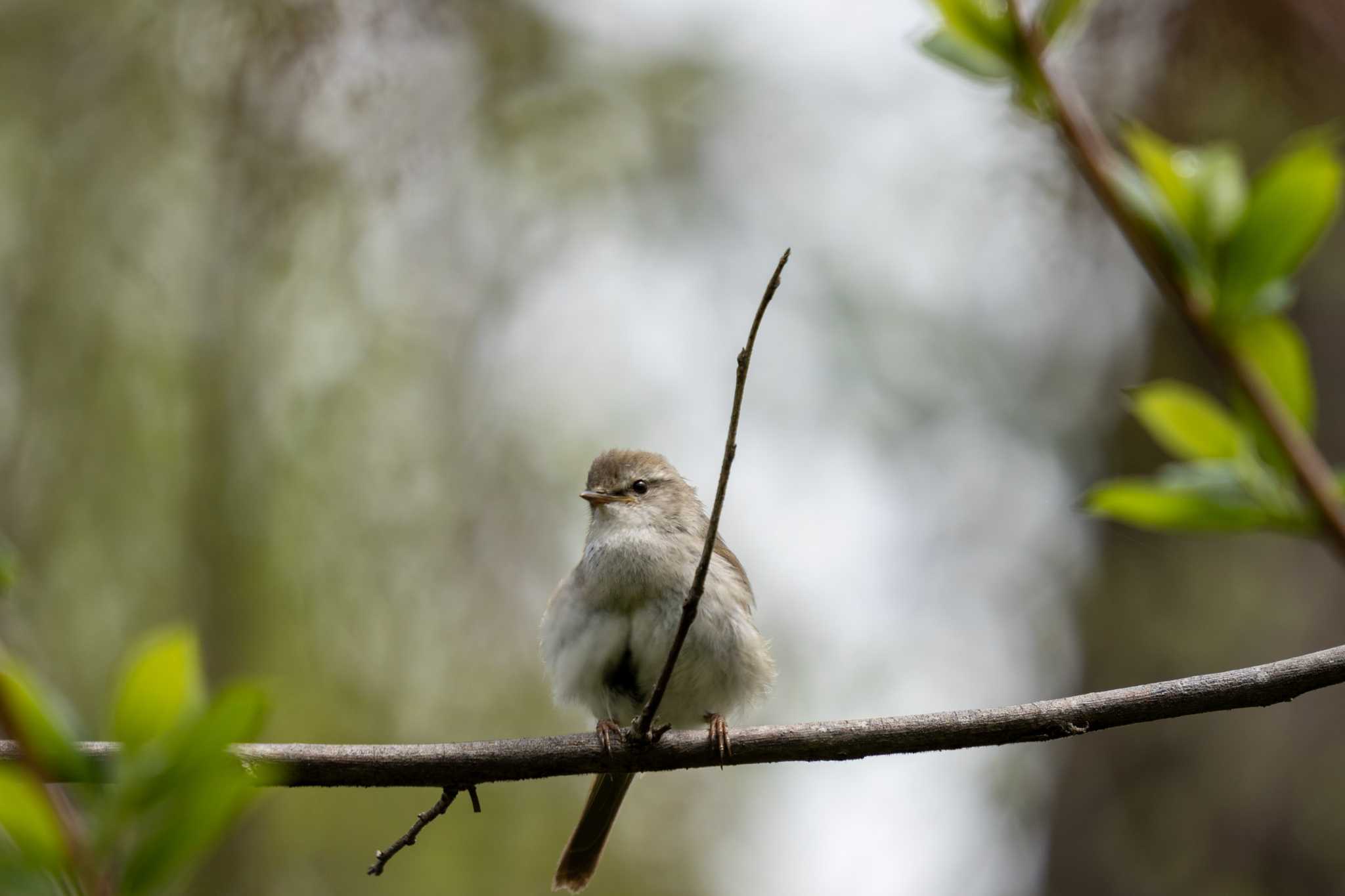 京都府立植物園 ウグイスの写真 by chez 