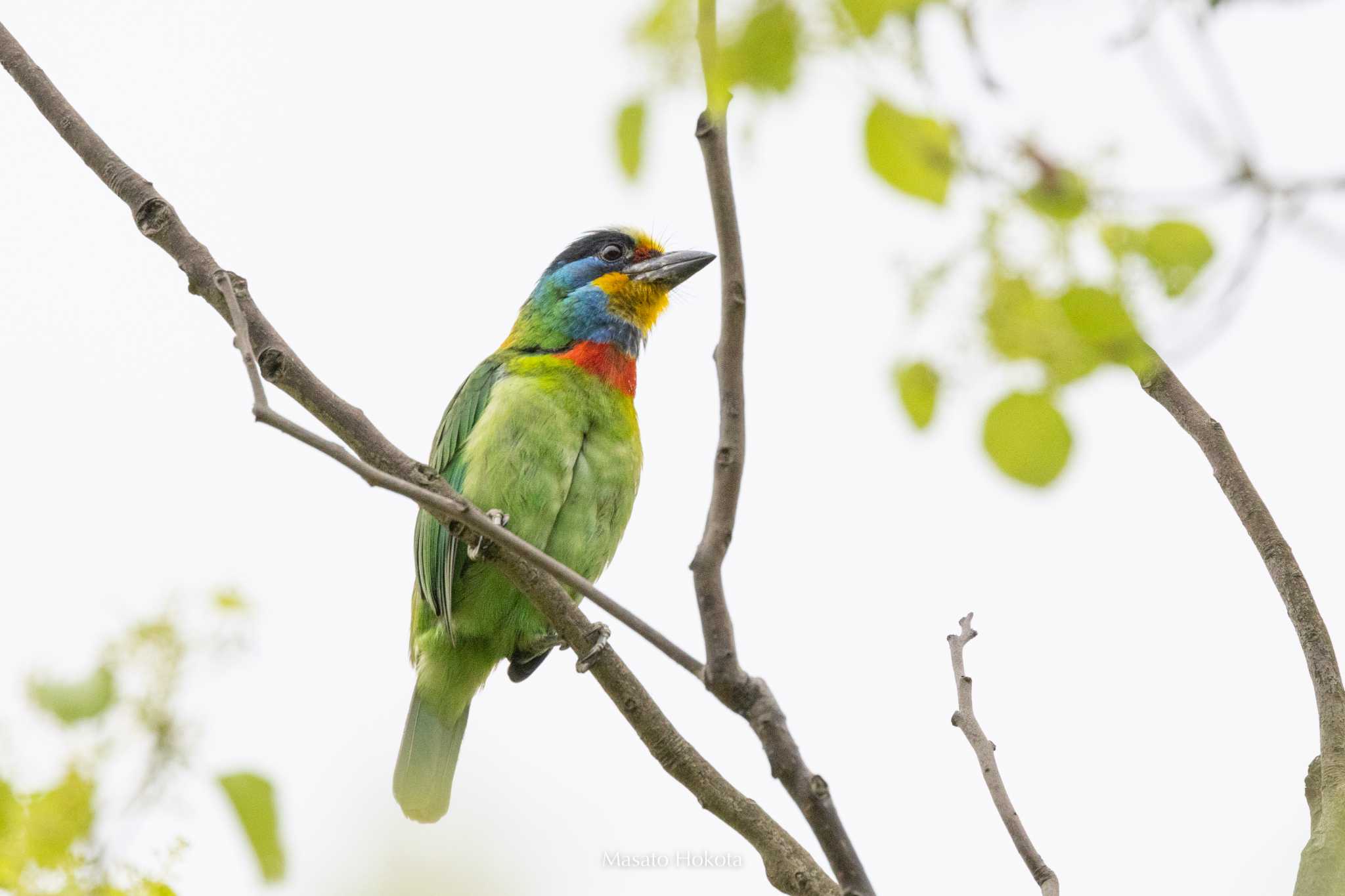 Photo of Taiwan Barbet at 中央芸文公園 by Trio