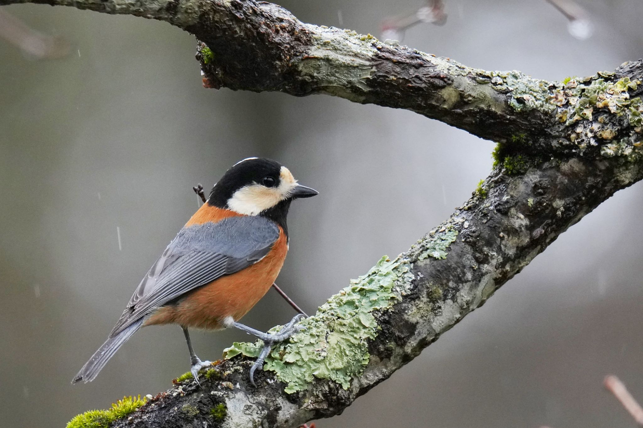 西湖野鳥の森公園 ヤマガラの写真