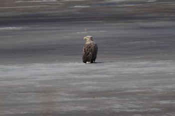 White-tailed Eagle 札幌モエレ沼公園 Wed, 3/22/2023