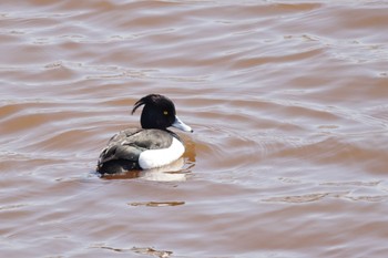 Tufted Duck 札幌モエレ沼公園 Tue, 3/28/2023