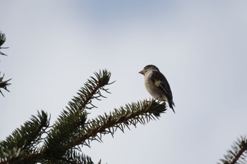 Grey-capped Greenfinch 札幌モエレ沼公園 Sat, 4/8/2023