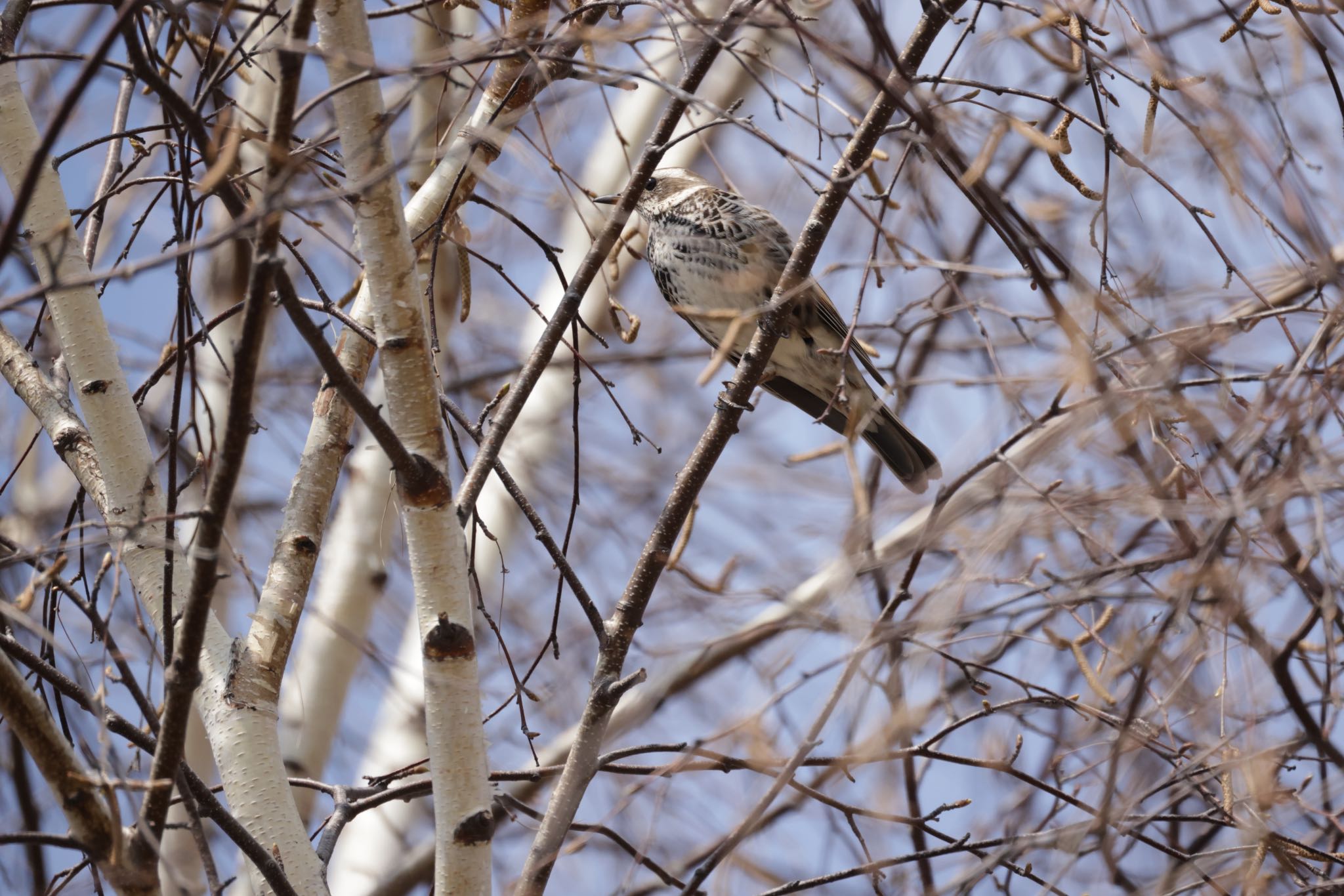 札幌モエレ沼公園 ツグミの写真 by will 73