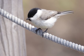 2023年4月8日(土) 札幌モエレ沼公園の野鳥観察記録