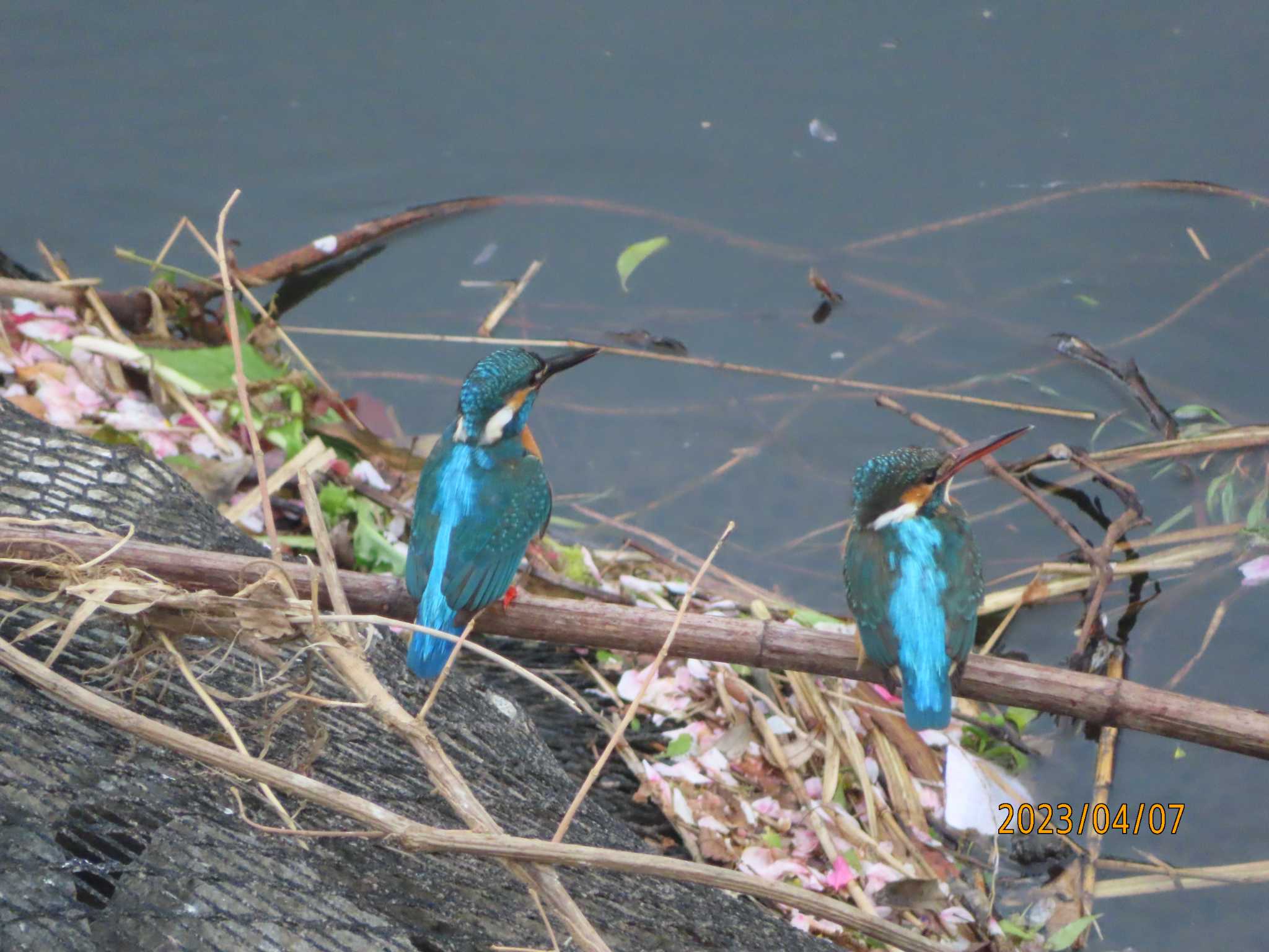 境川 カワセミの写真