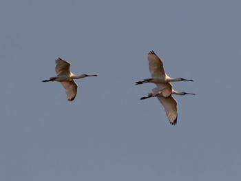 2023年4月8日(土) 葛西臨海公園の野鳥観察記録