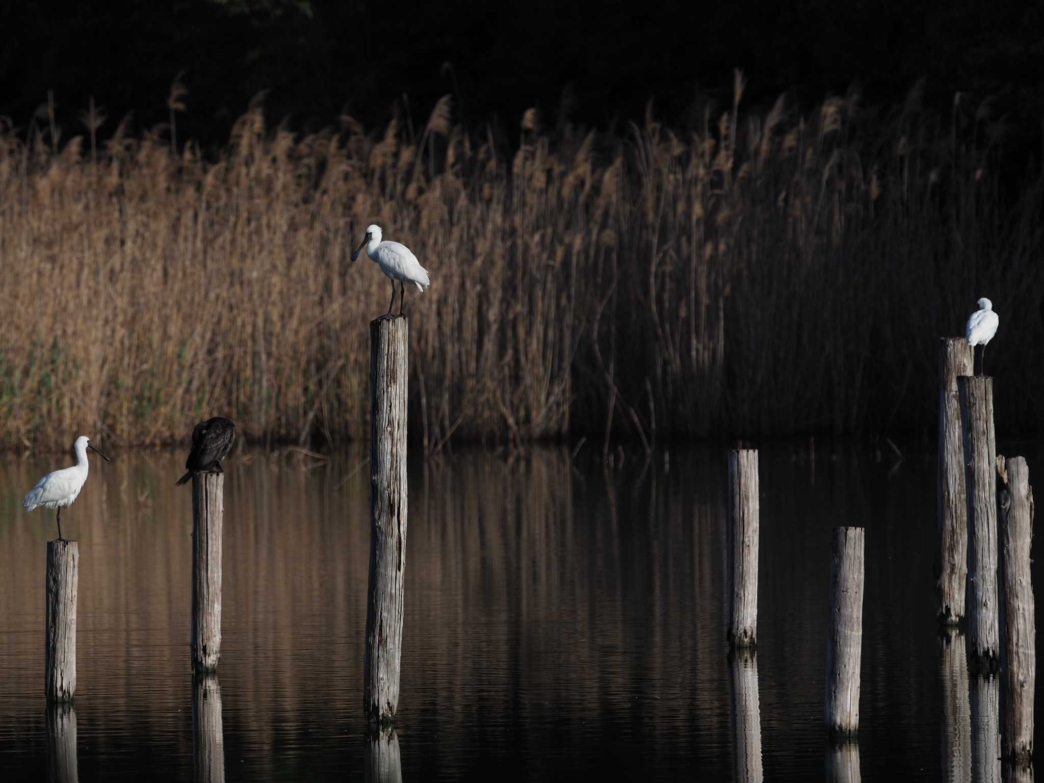 葛西臨海公園 クロツラヘラサギの写真