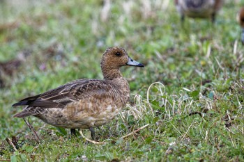 Eurasian Wigeon 明見湖 Sat, 4/8/2023