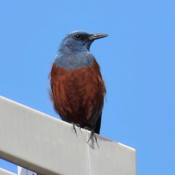 Blue Rock Thrush 名古屋市 Sat, 4/8/2023