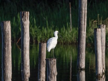 Black-faced Spoonbill Kasai Rinkai Park Sat, 4/8/2023