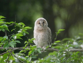 フクロウ 秋ヶ瀬公園 2018年5月25日(金)