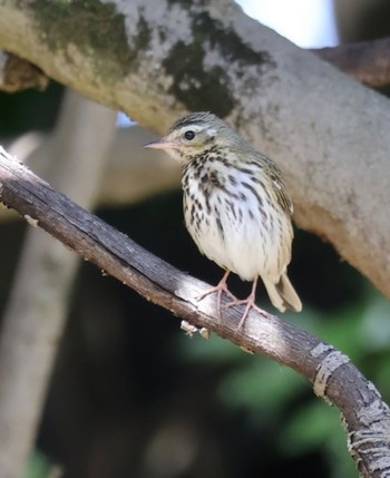 Olive-backed Pipit 大阪公立大学附属植物園 Sun, 3/19/2023