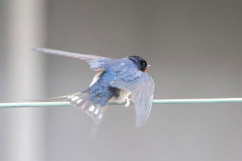 Barn Swallow 名古屋市 Sat, 4/8/2023