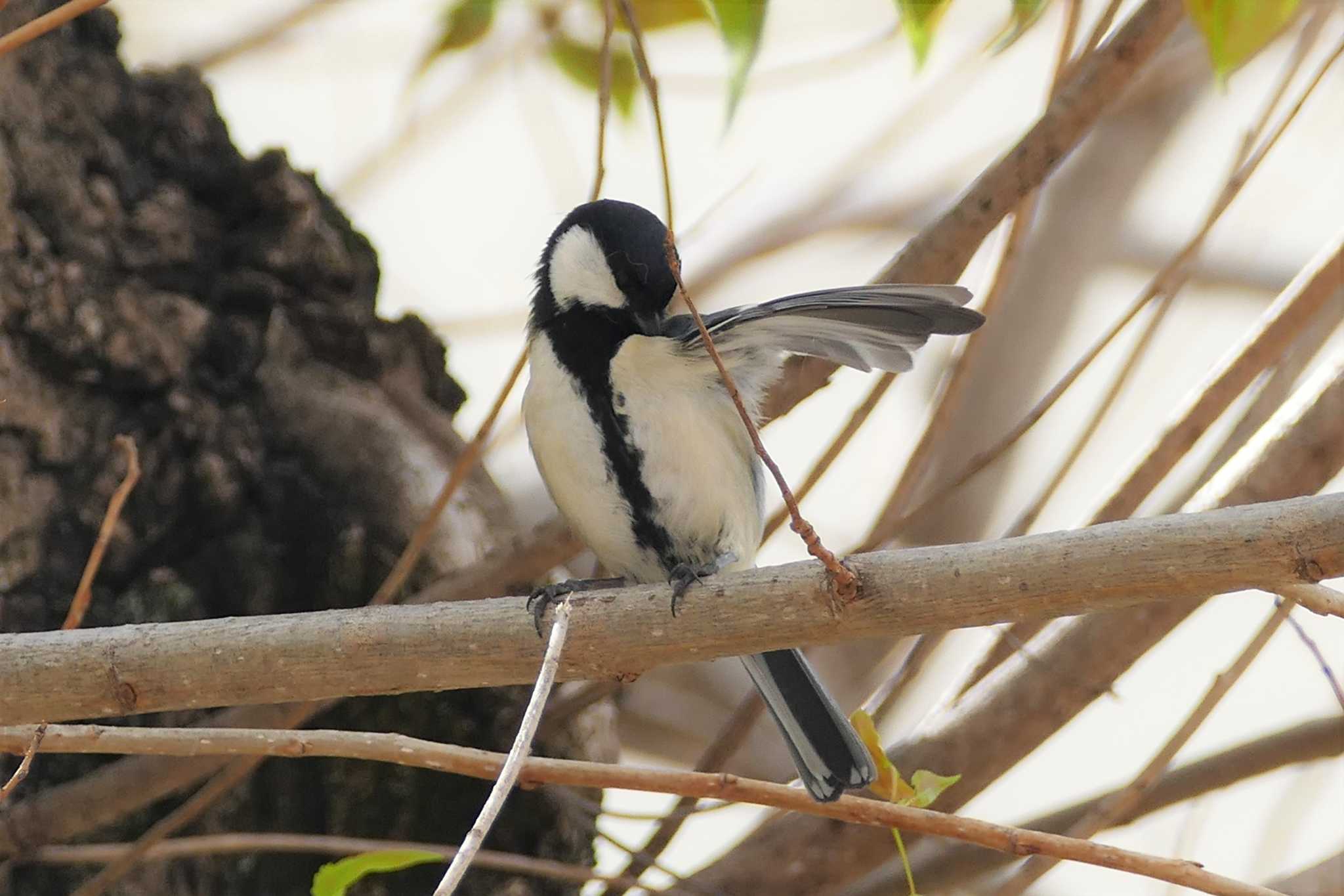 Photo of Japanese Tit at 東京都 by アカウント5509