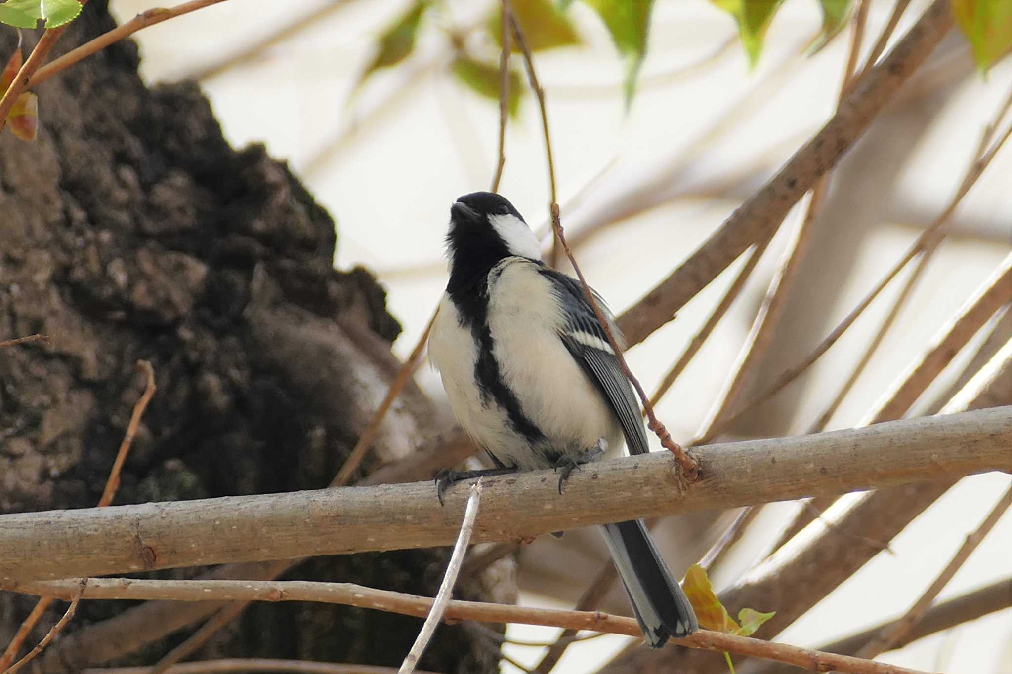 Photo of Japanese Tit at 東京都 by アカウント5509