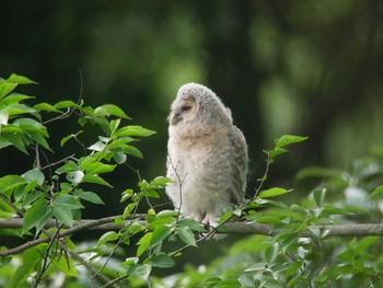 フクロウ 秋ヶ瀬公園 2018年5月25日(金)