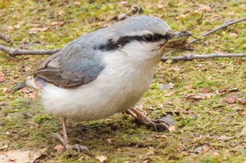 ゴジュウカラ 春光台公園 2023年4月6日(木)