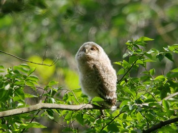 フクロウ 秋ヶ瀬公園 2018年5月25日(金)