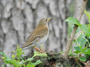 2023年4月8日(土) 新宿御苑の野鳥観察記録