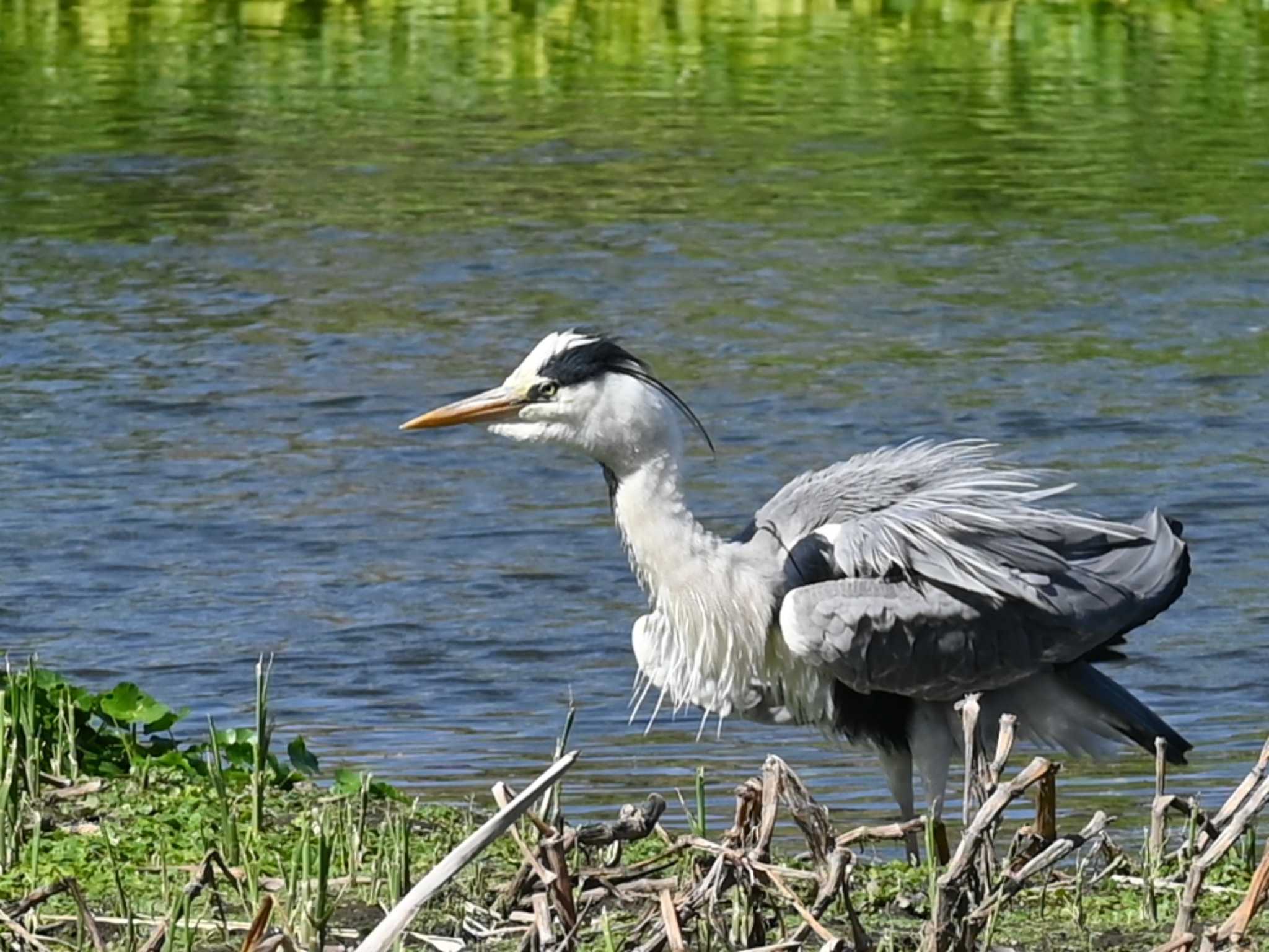 アオサギ