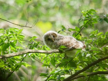 フクロウ 秋ヶ瀬公園 2018年5月25日(金)