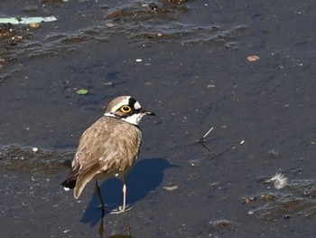 2023年4月8日(土) 江津湖の野鳥観察記録