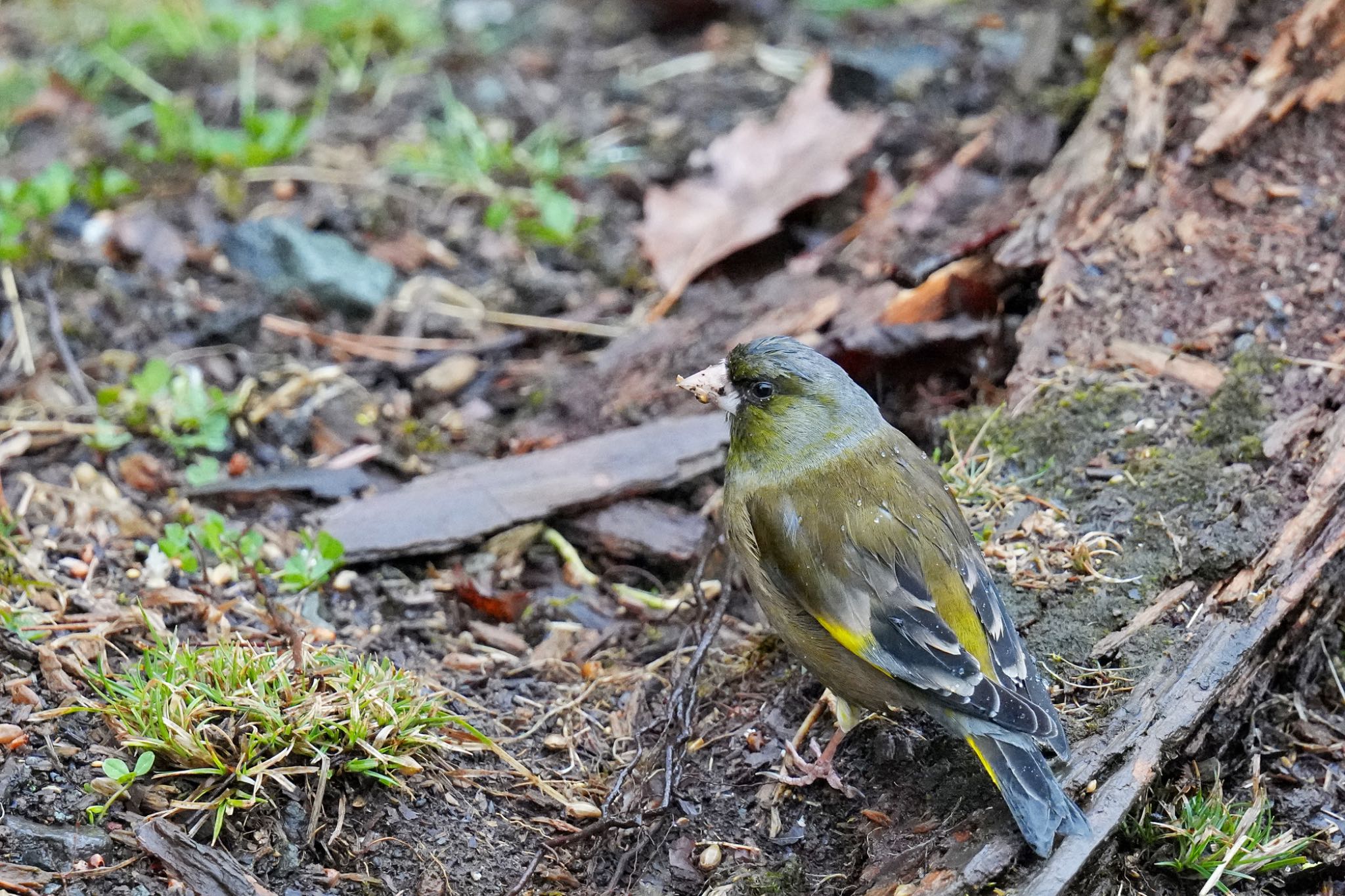 西湖野鳥の森公園 カワラヒワの写真 by アポちん